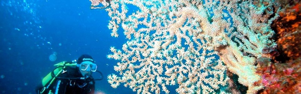 Profesjonalny sprzęt nurkowy pneumatyczny skafandry noże taktyczne akcesoria do nurkowania Polska